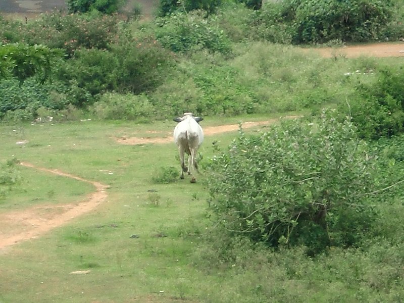 India Trip - July 2010 010.jpg
